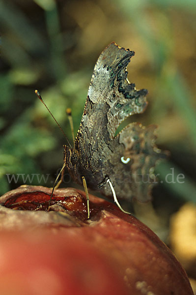 C-Falter (Polygonia c-album)