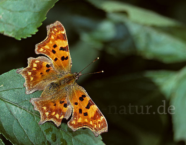 C-Falter (Polygonia c-album)