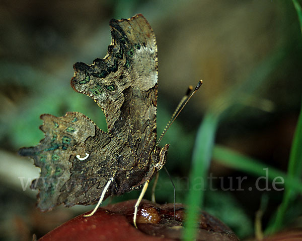 C-Falter (Polygonia c-album)