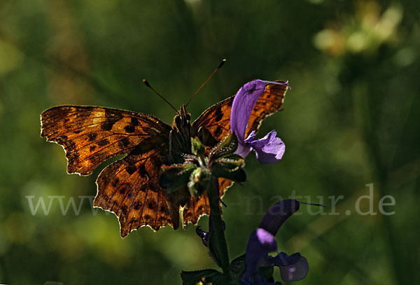 C-Falter (Polygonia c-album)