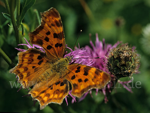 C-Falter (Polygonia c-album)