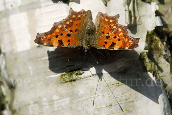 C-Falter (Polygonia c-album)