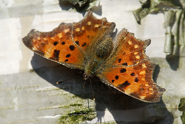 C-Falter (Polygonia c-album)