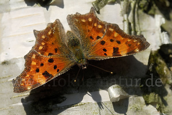 C-Falter (Polygonia c-album)