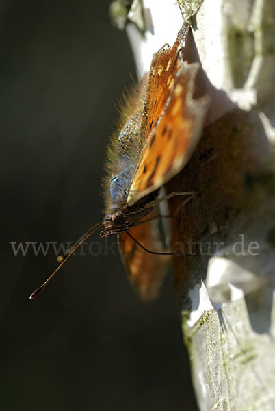 C-Falter (Polygonia c-album)