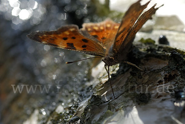 C-Falter (Polygonia c-album)