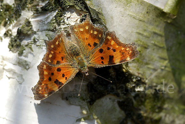 C-Falter (Polygonia c-album)