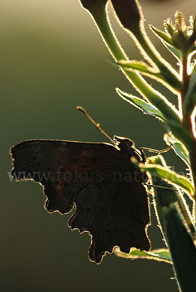 C-Falter (Polygonia c-album)