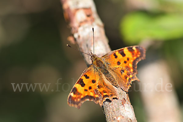 C-Falter (Polygonia c-album)