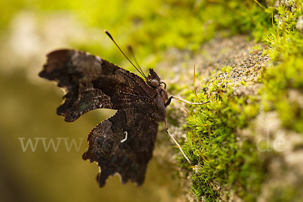 C-Falter (Polygonia c-album)