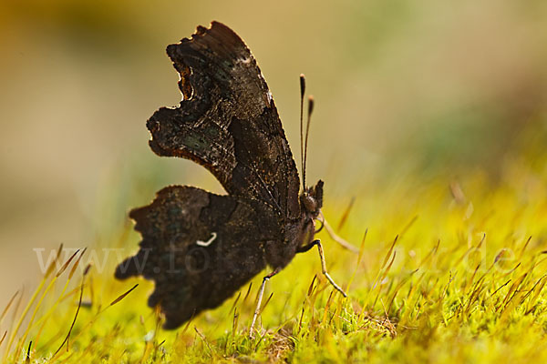 C-Falter (Polygonia c-album)