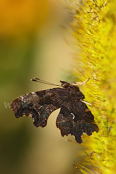 C-Falter (Polygonia c-album)