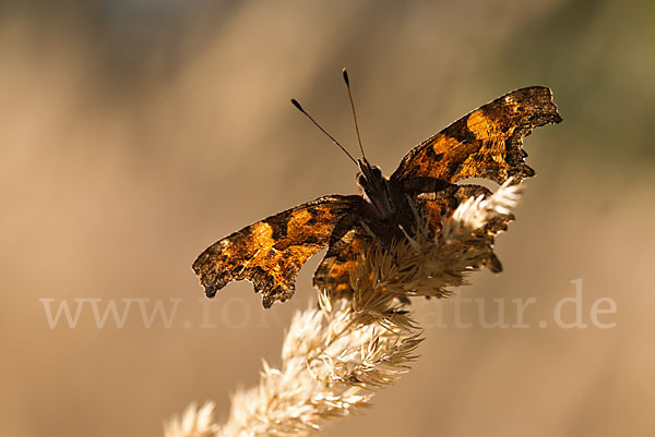 C-Falter (Polygonia c-album)