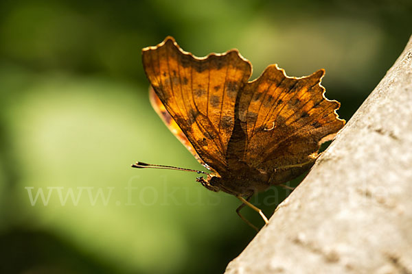 C-Falter (Polygonia c-album)