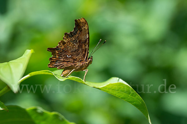 C-Falter (Polygonia c-album)