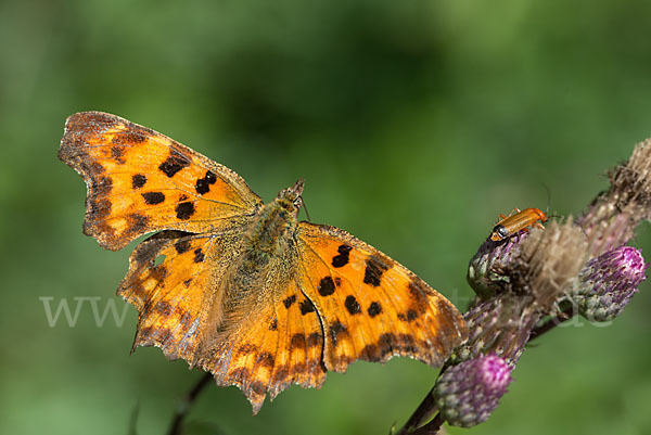 C-Falter (Polygonia c-album)