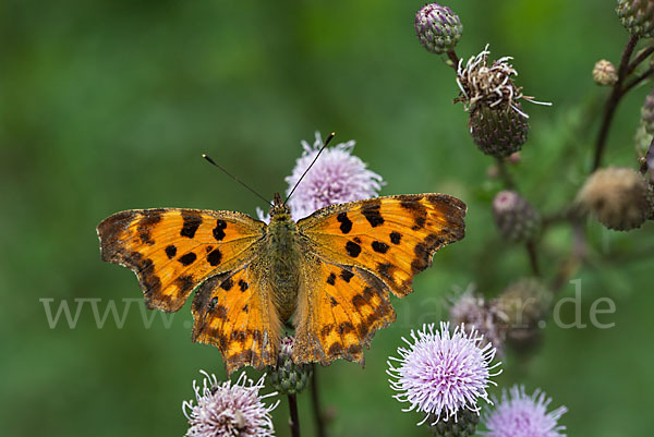 C-Falter (Polygonia c-album)