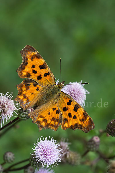 C-Falter (Polygonia c-album)