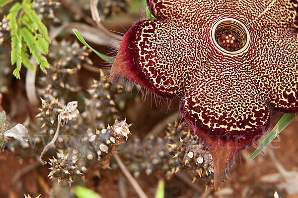 Caralluma (Caralluma speciosa)