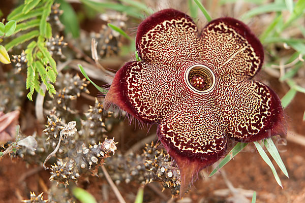 Caralluma (Caralluma speciosa)