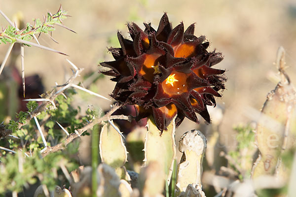 Caralluma (Caralluma speciosa)