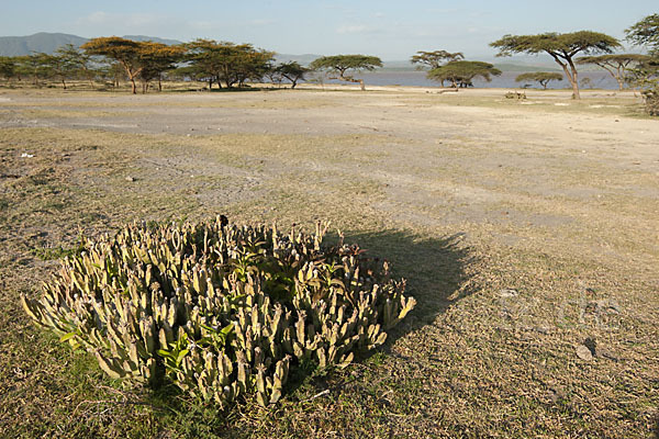 Caralluma (Caralluma speciosa)