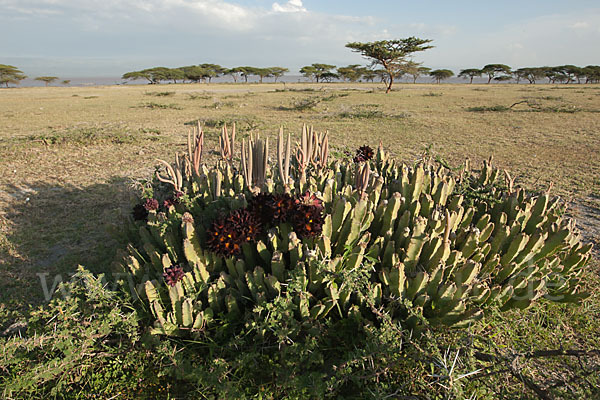 Caralluma (Caralluma speciosa)