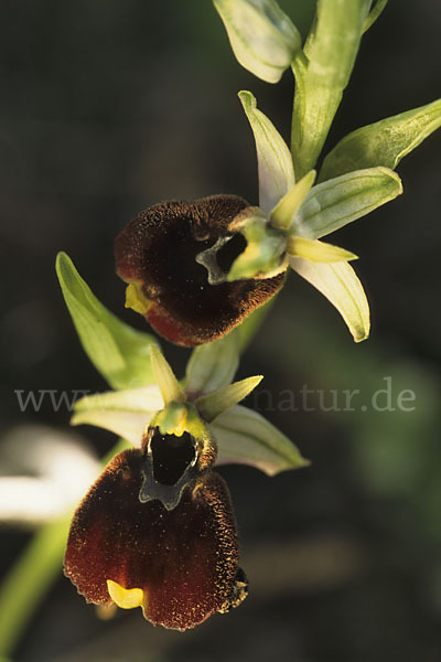 Chestermans Ragwurz (Ophrys chestermanii)