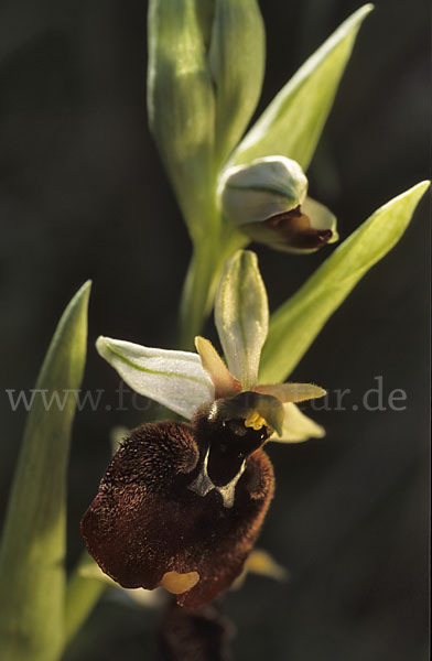 Chestermans Ragwurz (Ophrys chestermanii)