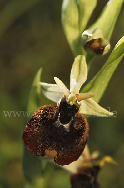 Chestermans Ragwurz (Ophrys chestermanii)