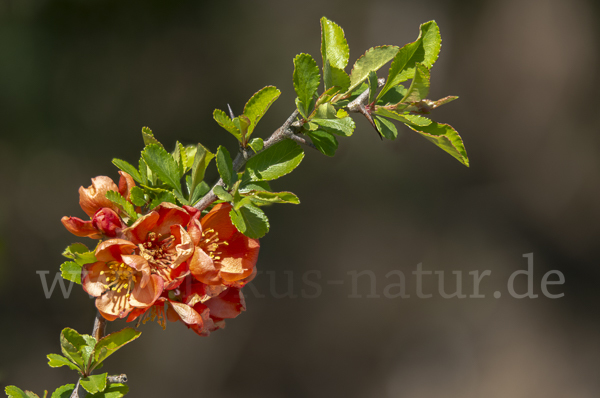 Chinesische Zierquitte (Chaenomeles speciosa)