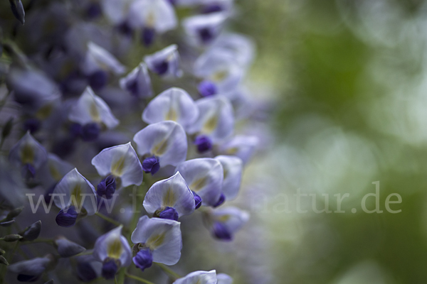 Chinesischer Blauregen (Wisteria sinensis)