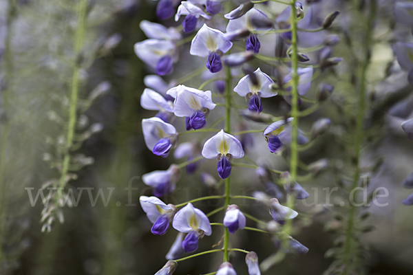 Chinesischer Blauregen (Wisteria sinensis)