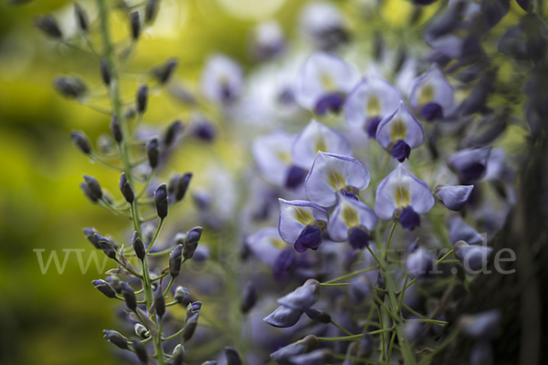 Chinesischer Blauregen (Wisteria sinensis)