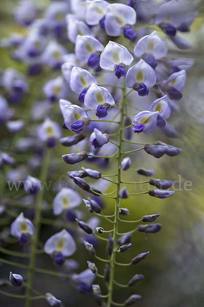 Chinesischer Blauregen (Wisteria sinensis)