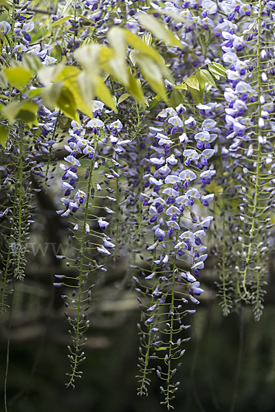 Chinesischer Blauregen (Wisteria sinensis)