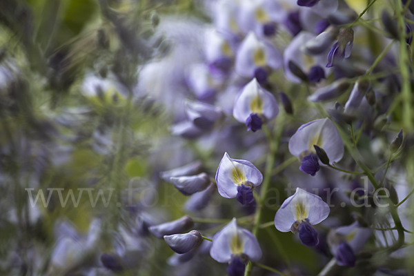 Chinesischer Blauregen (Wisteria sinensis)