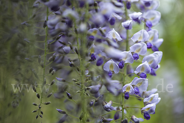 Chinesischer Blauregen (Wisteria sinensis)