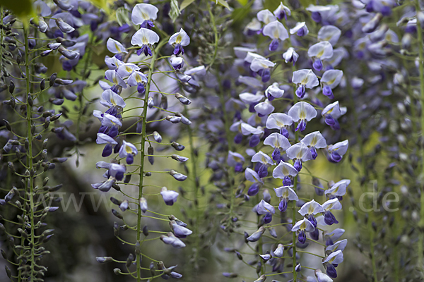 Chinesischer Blauregen (Wisteria sinensis)