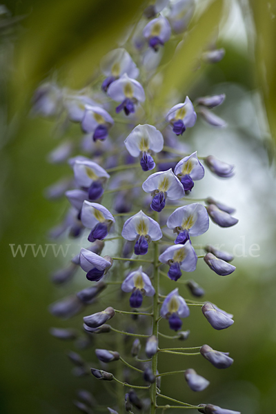 Chinesischer Blauregen (Wisteria sinensis)