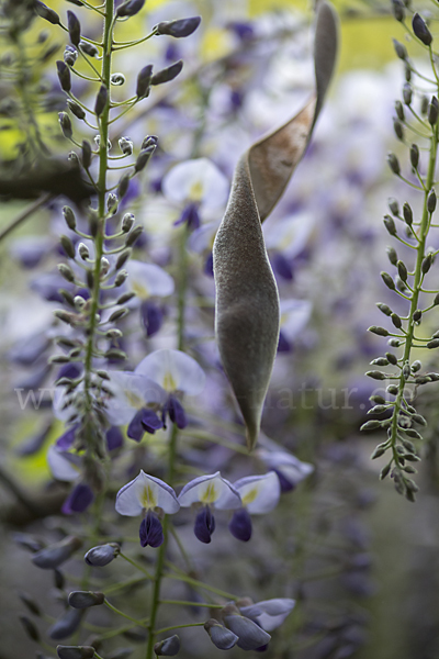 Chinesischer Blauregen (Wisteria sinensis)