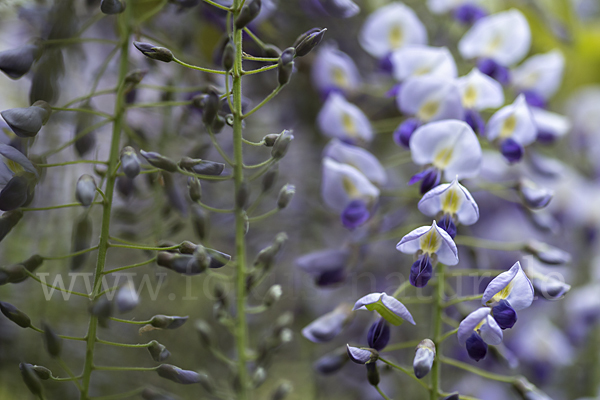 Chinesischer Blauregen (Wisteria sinensis)