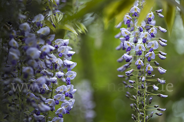 Chinesischer Blauregen (Wisteria sinensis)