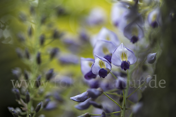 Chinesischer Blauregen (Wisteria sinensis)