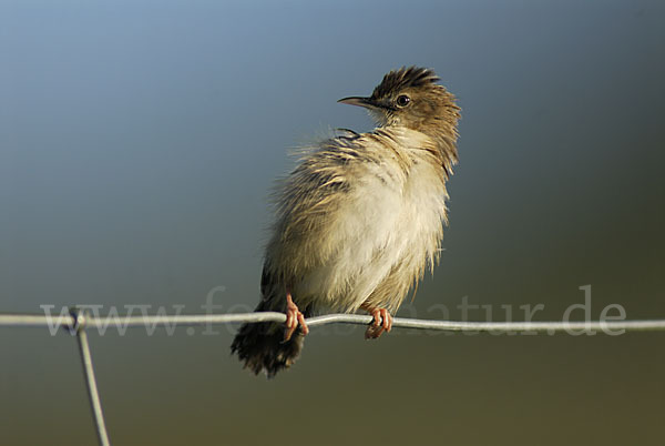 Cistensänger (Cisticola juncidis)