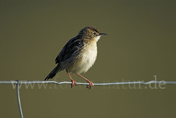 Cistensänger (Cisticola juncidis)