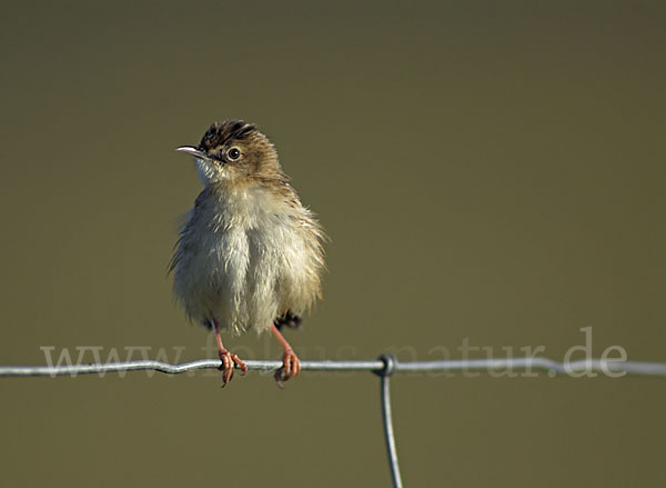 Cistensänger (Cisticola juncidis)