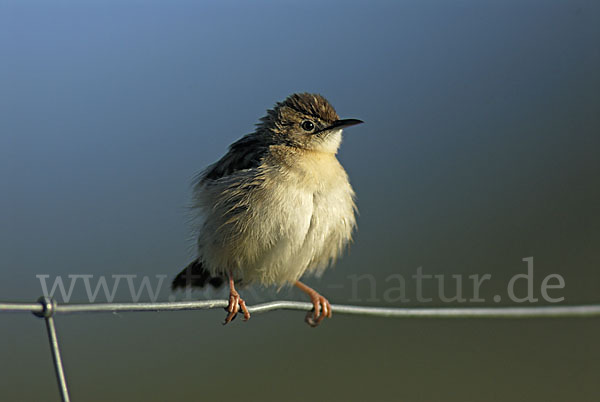 Cistensänger (Cisticola juncidis)