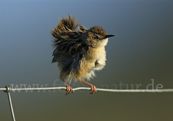 Cistensänger (Cisticola juncidis)