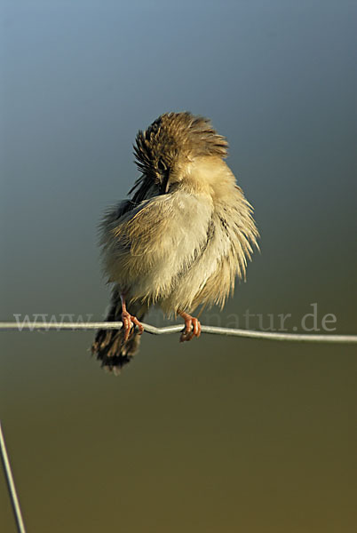 Cistensänger (Cisticola juncidis)